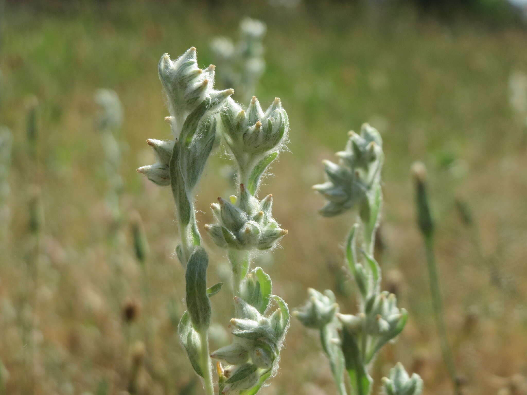 Plancia ëd Logfia arvensis (L.) Holub