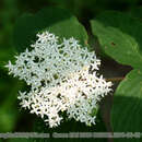 Image of Cornus bretschneideri L. Henry