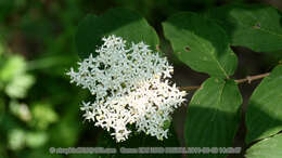 Слика од Cornus bretschneideri L. Henry