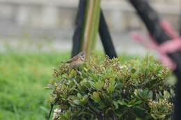 Image of Chestnut-eared Bunting