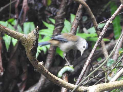 Image of Blue-winged Minla