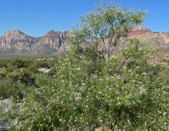 Image of desert willow