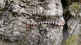 Image of Lampropeltis pyromelana pyromelana (Cope 1867)