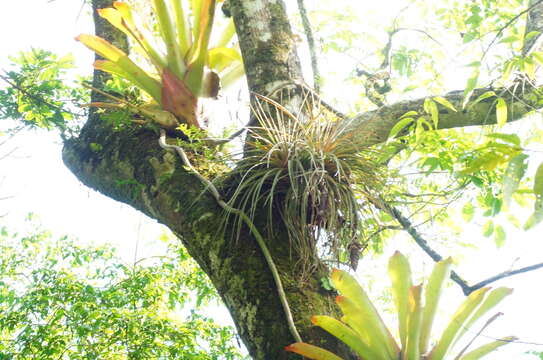 Image of Tillandsia magnispica Espejo & López-Ferr.