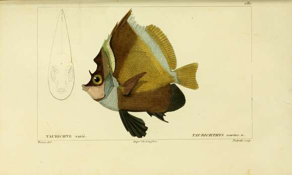 Image of Horned Bannerfish