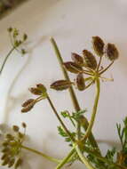 Image of Capnophyllum africanum (L.) Gaertn.