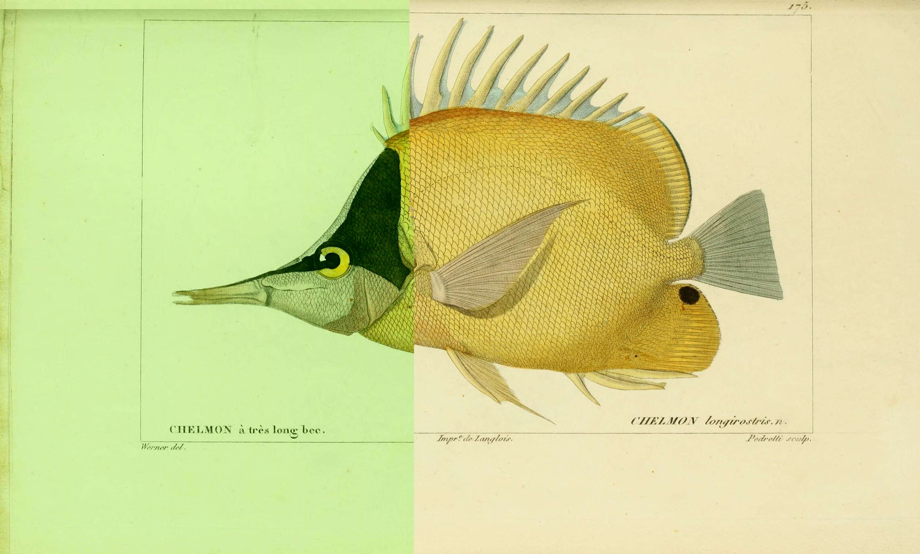 Image of Big long-nosed Butterflyfish