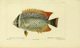 Plancia ëd Chaetodon trifascialis Quoy & Gaimard 1825