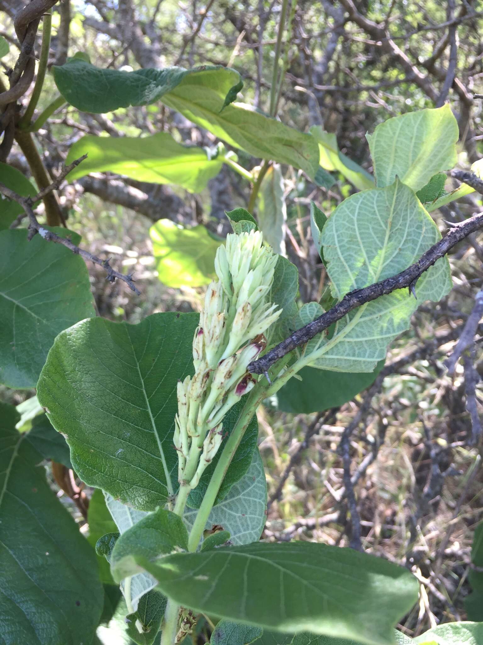 Image of Mandevilla pentlandiana (A. DC.) R. E. Woodson