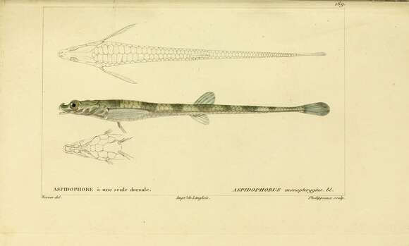 صورة Aspidophoroides