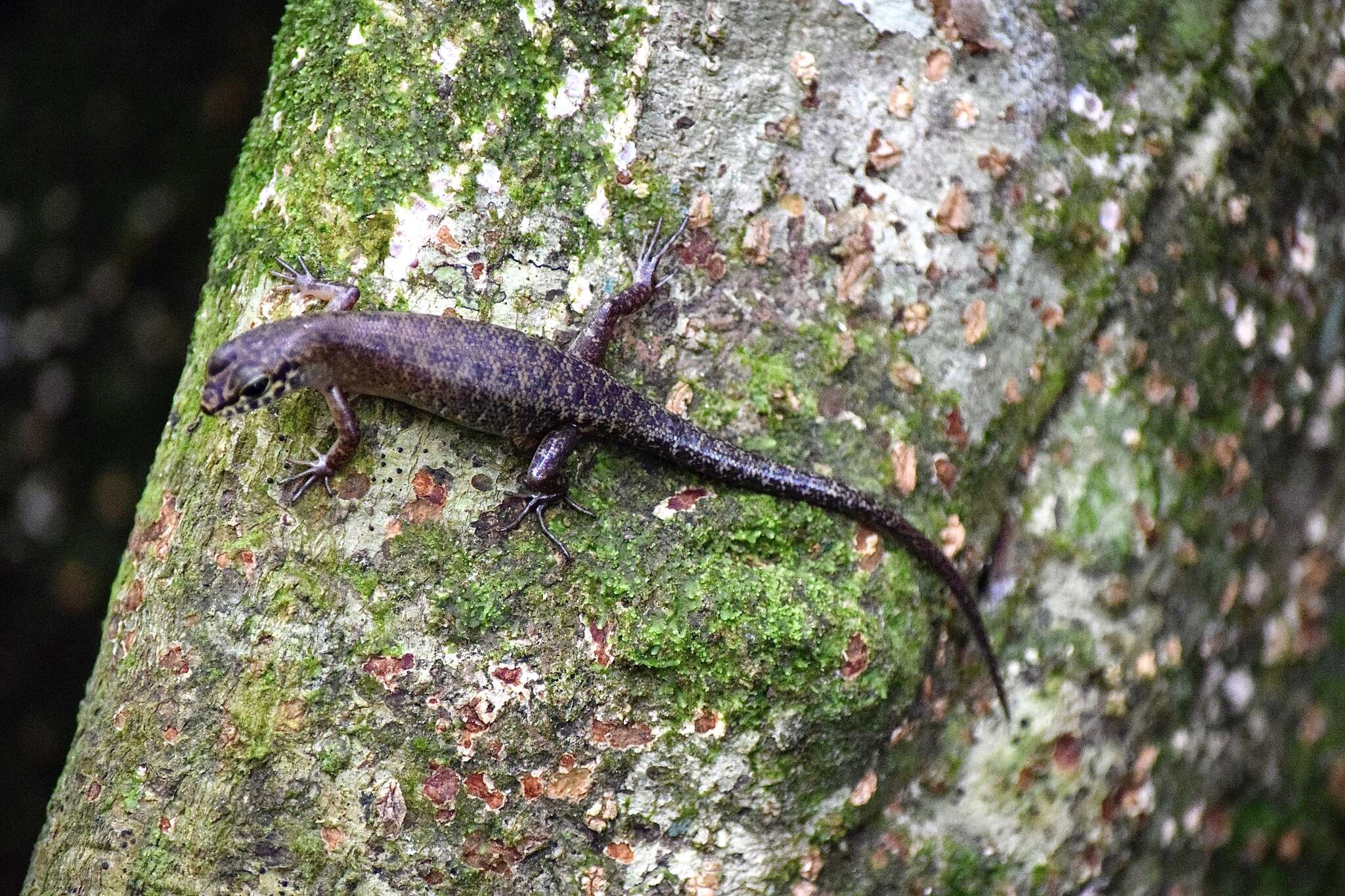 Sphenomorphus sabanus Inger 1958 resmi