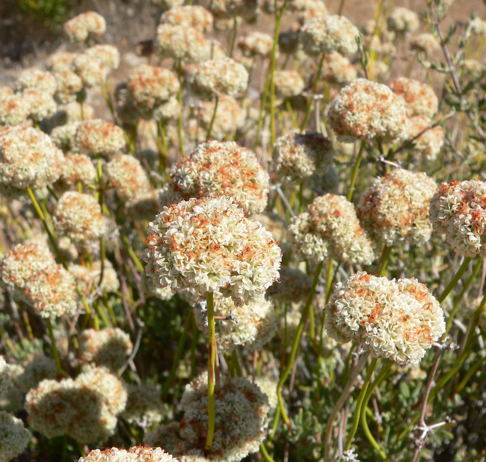 Imagem de Eriogonum fasciculatum Benth.