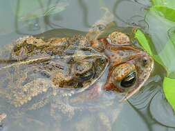 Image of Southern Round-gland Toad