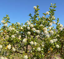 Image de Larrea tridentata (Sesse & Moc. ex DC.) Coult.