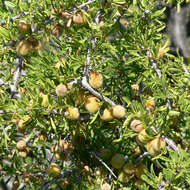 Image of desert almond