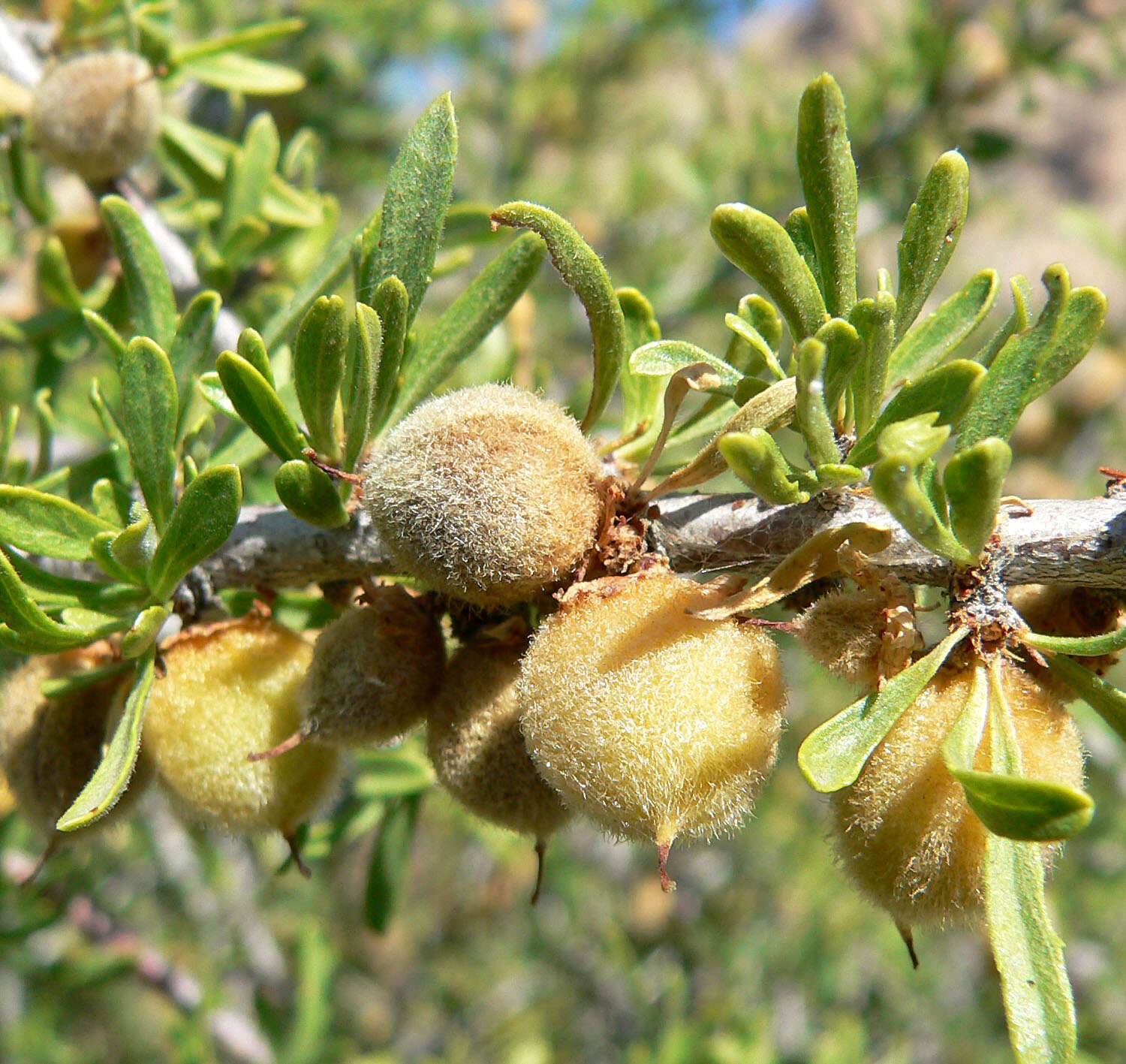 Prunus fasciculata (Torr.) Gray resmi