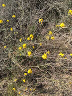 Image of Erysimum suffrutescens (Abrams) Rossbach