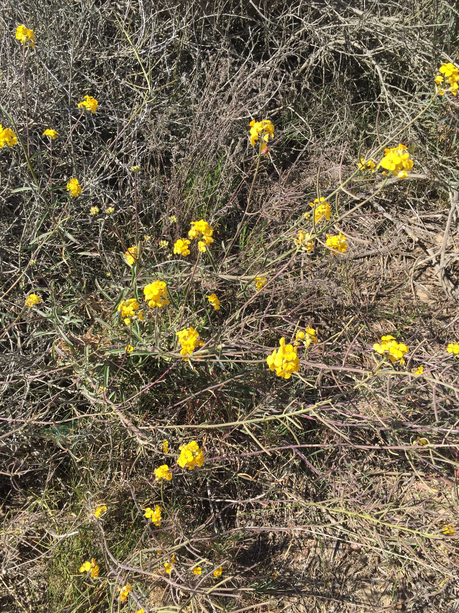 Image of Erysimum suffrutescens (Abrams) Rossbach