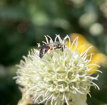 Image of Hylaeus ornatus Mitchell 1951