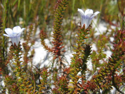 Image of Roella recurvata A. DC.