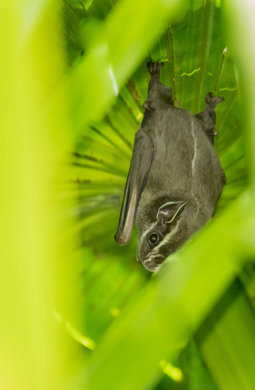 Image of Common Tent-making Bat