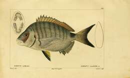 Image of White Seabream