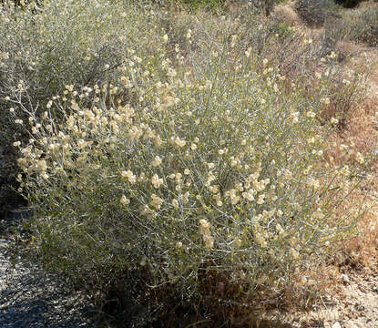 Imagem de Scutellaria mexicana (Torr.) A. J. Paton