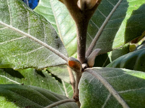 Image of Pancheria ferruginea Brongn. & Gris