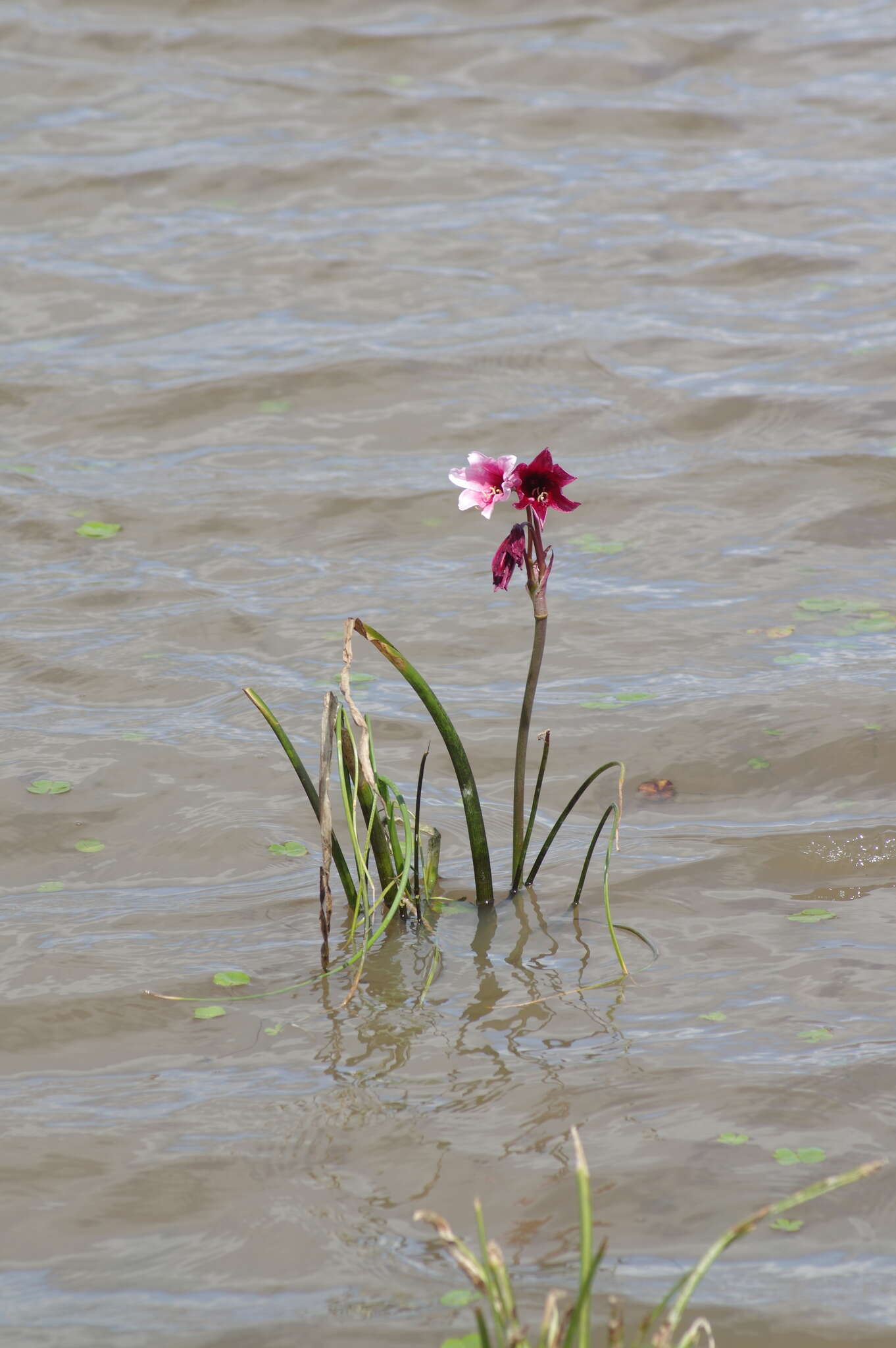 Imagem de Crinum campanulatum Herb.