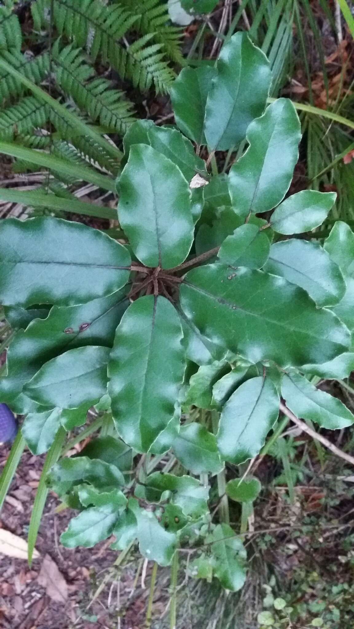 Image de Olearia furfuracea (A. Rich. & Lesson) Hook. fil.