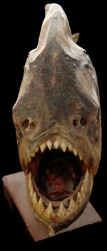 Image of Red-bellied piranha
