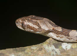 Image of Kelung Cat Snake