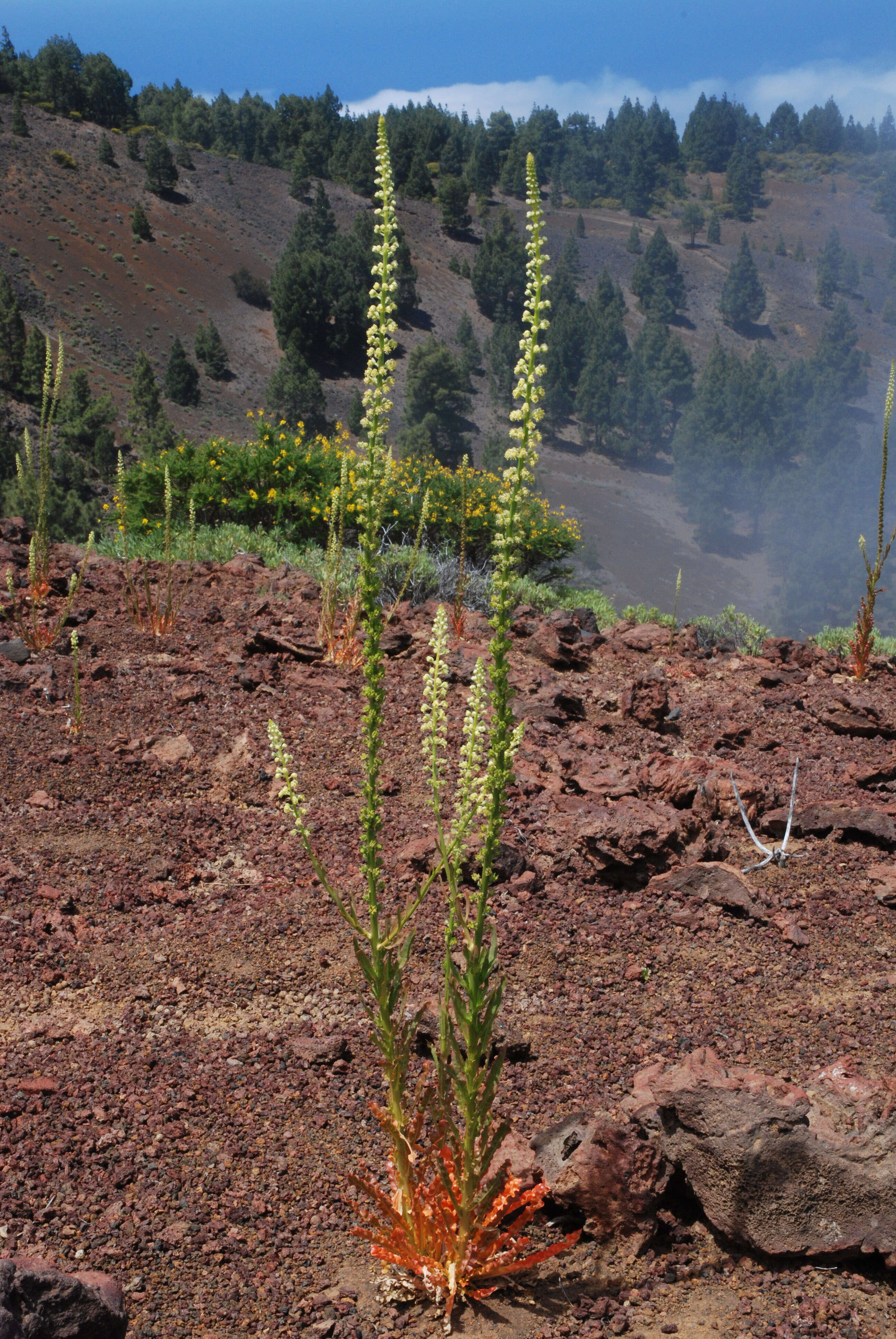 Image of weld