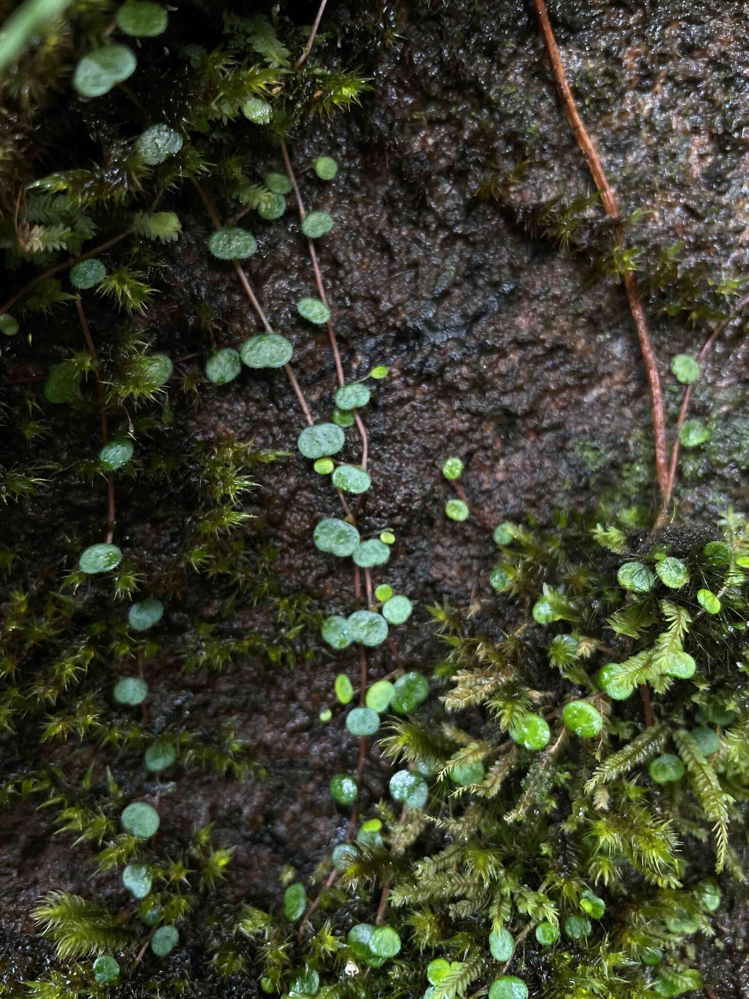 Image of Guadeloupe peperomia