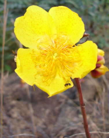 Imagem de Cochlospermum regium (Mart. & Schr.) Pilger