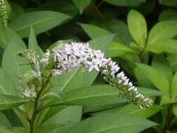 Image of gooseneck yellow loosestrife