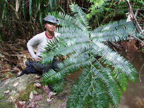 Image of angiopteris fern