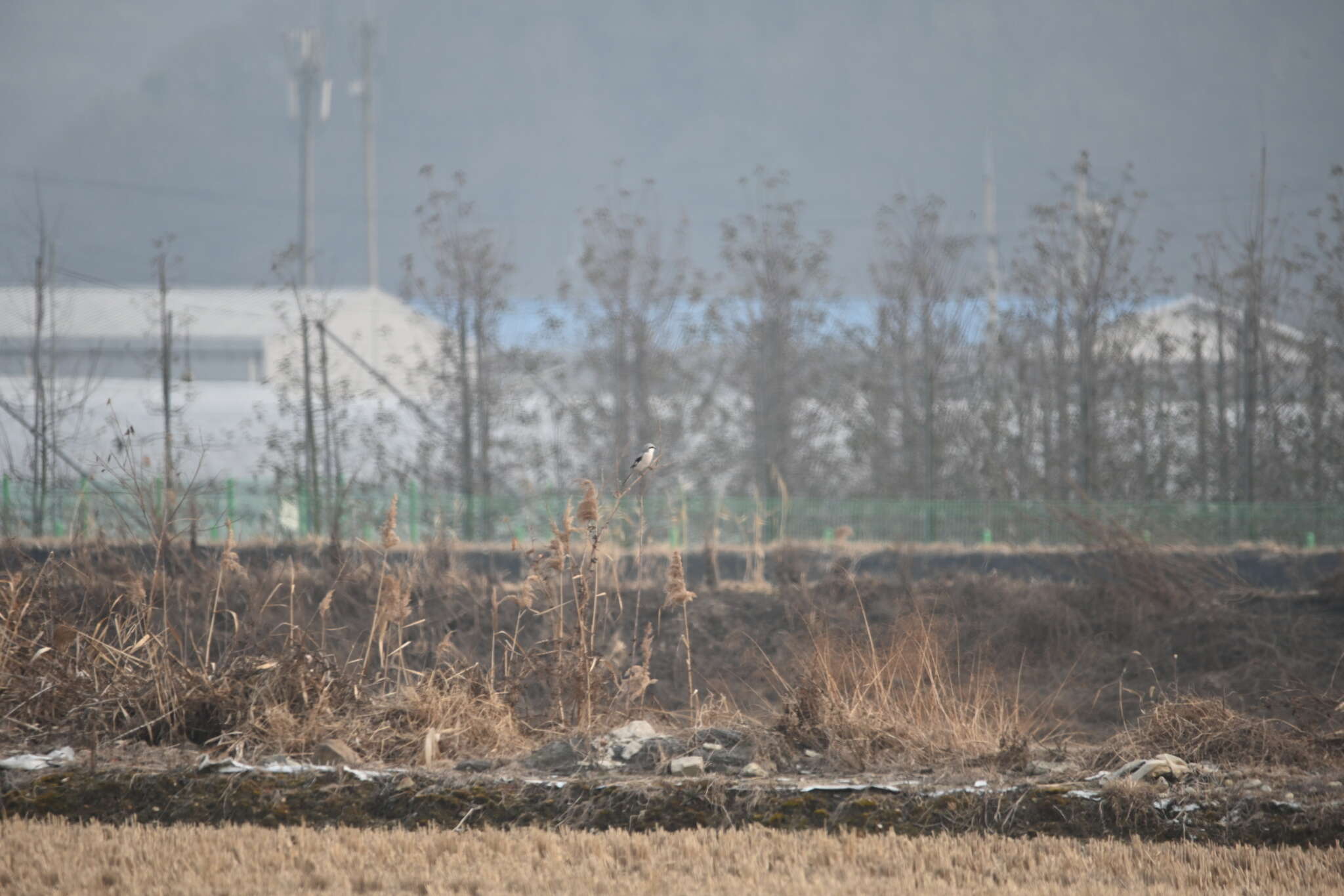 Image of Chinese Grey Shrike