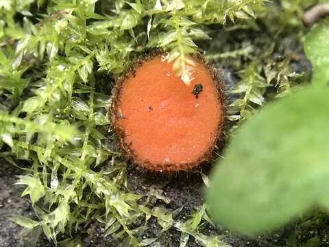 Image of Scutellinia umbrorum (Fr.) Lambotte 1887