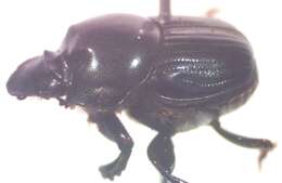 Image of Onthophagus batesi Howden & Cartwright 1963