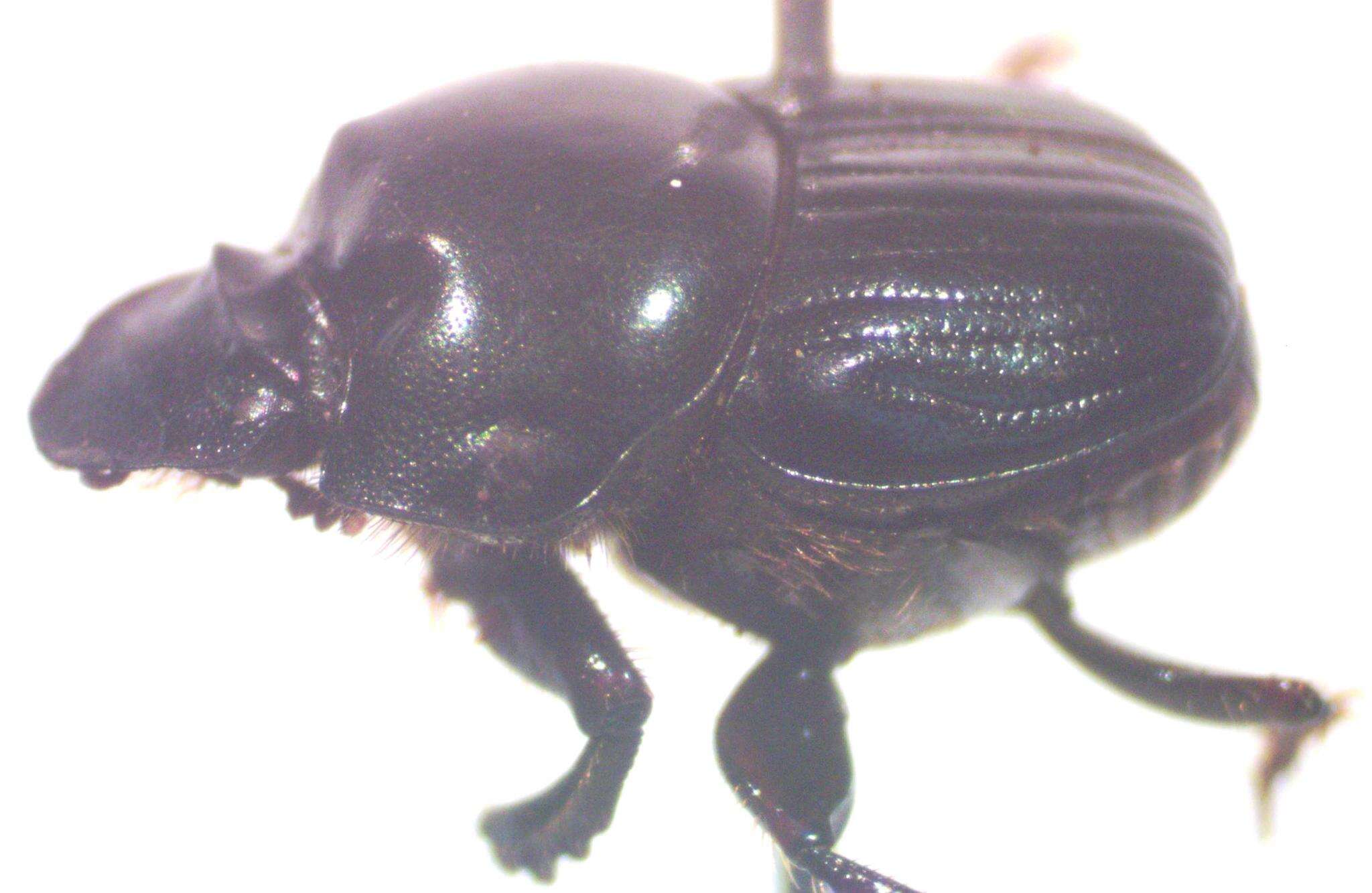 Image of Onthophagus batesi Howden & Cartwright 1963