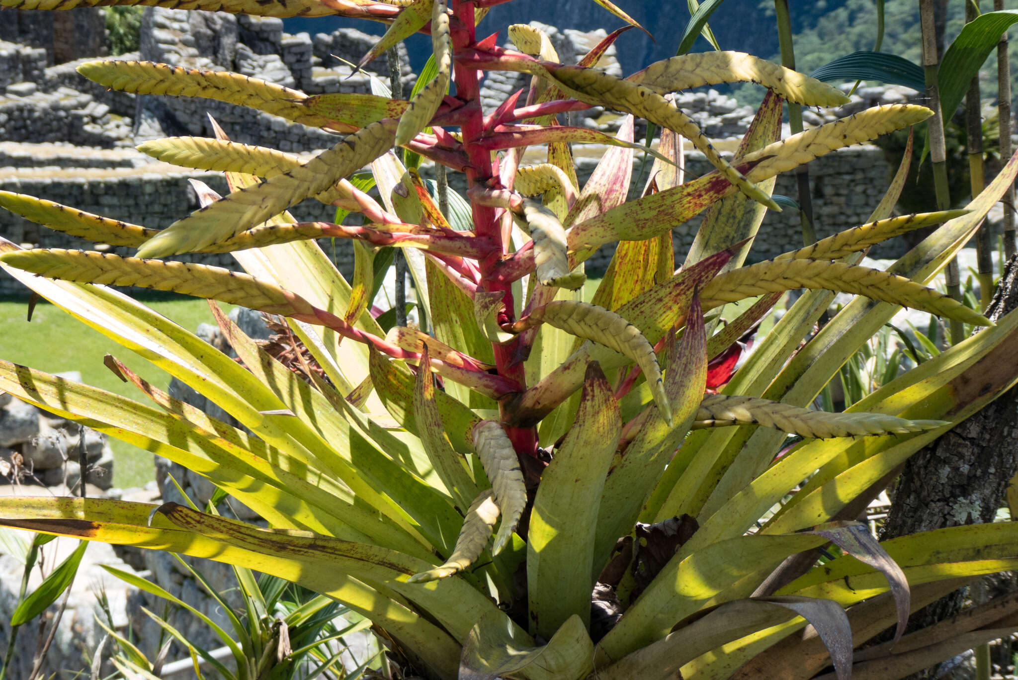 Image of Tillandsia fendleri Griseb.