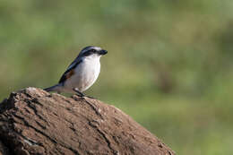 Image of Mackinnon's Shrike