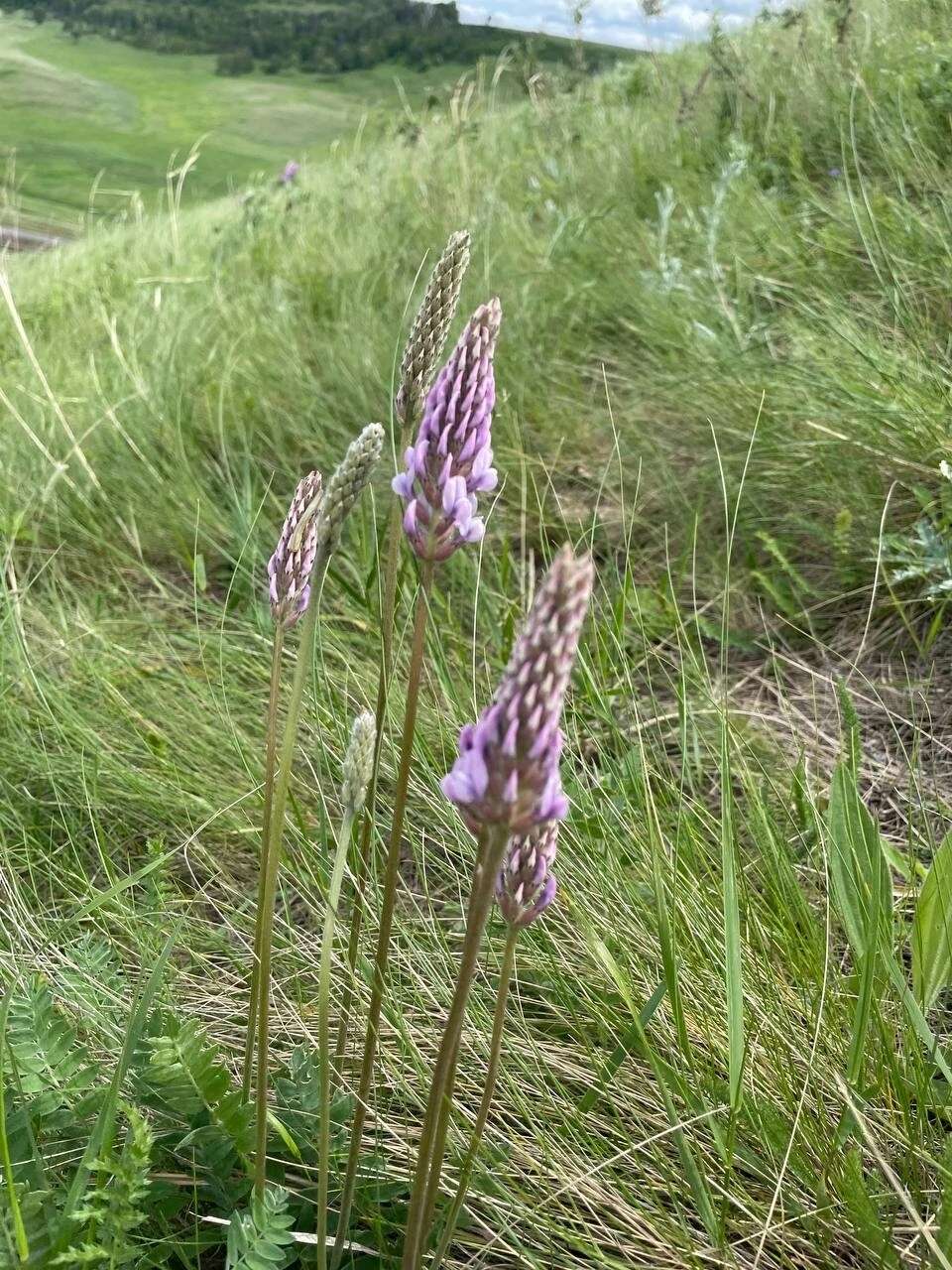 Image de Oxytropis spicata (Pall.) O. Fedtsch. & B. Fedtsch.