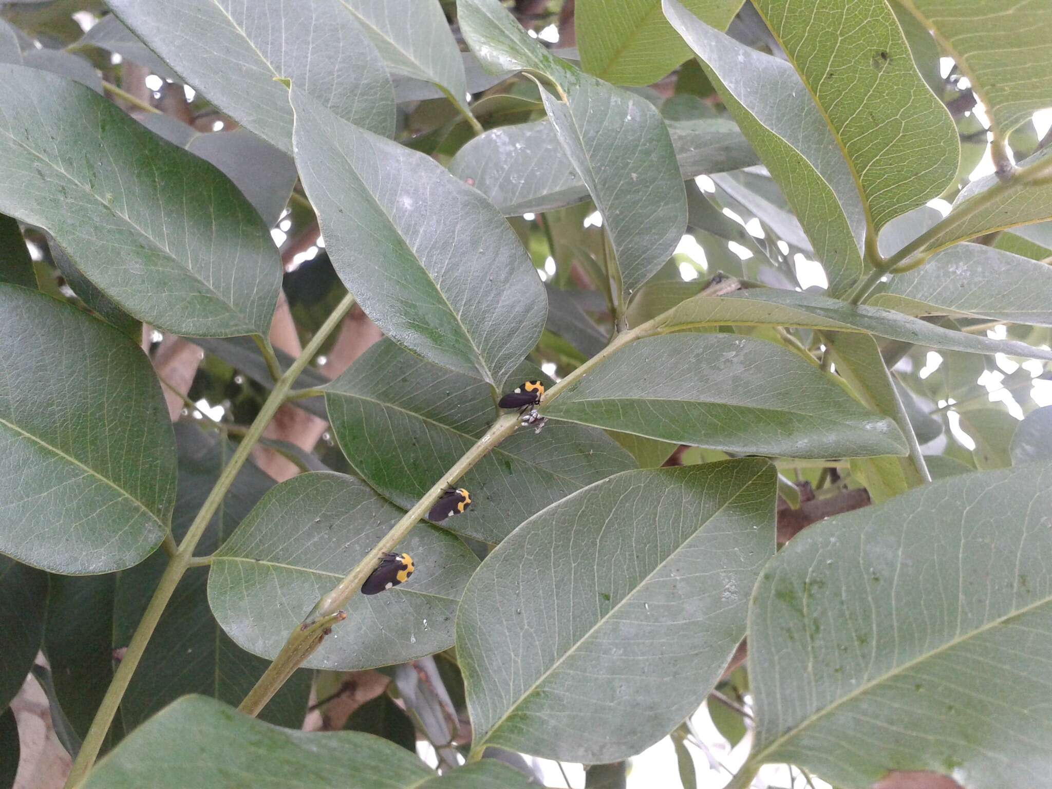 Membracis mexicana Guérin-Méneville的圖片