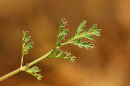 Image of Rock pelargonium