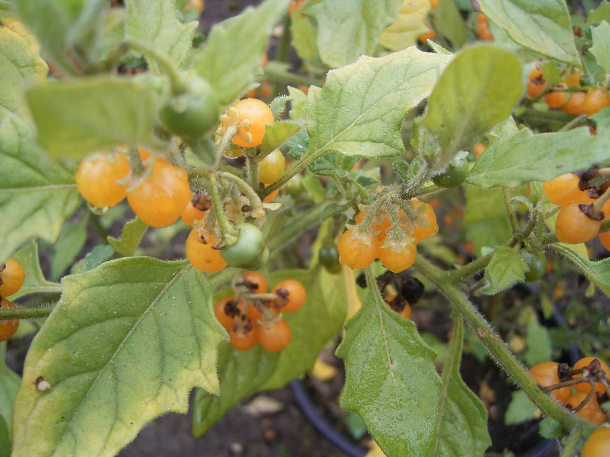 Image of hairy nightshade