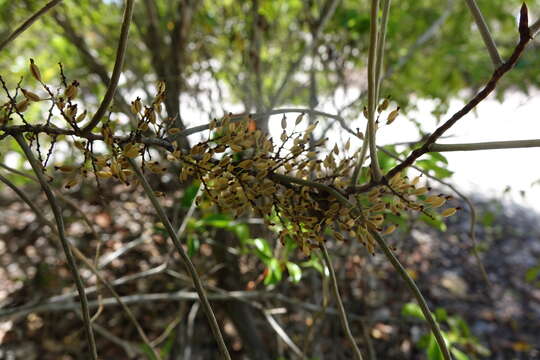 Plancia ëd Microcoelia aphylla (Thouars) Summerh.