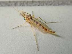 Imagem de Chironomidae