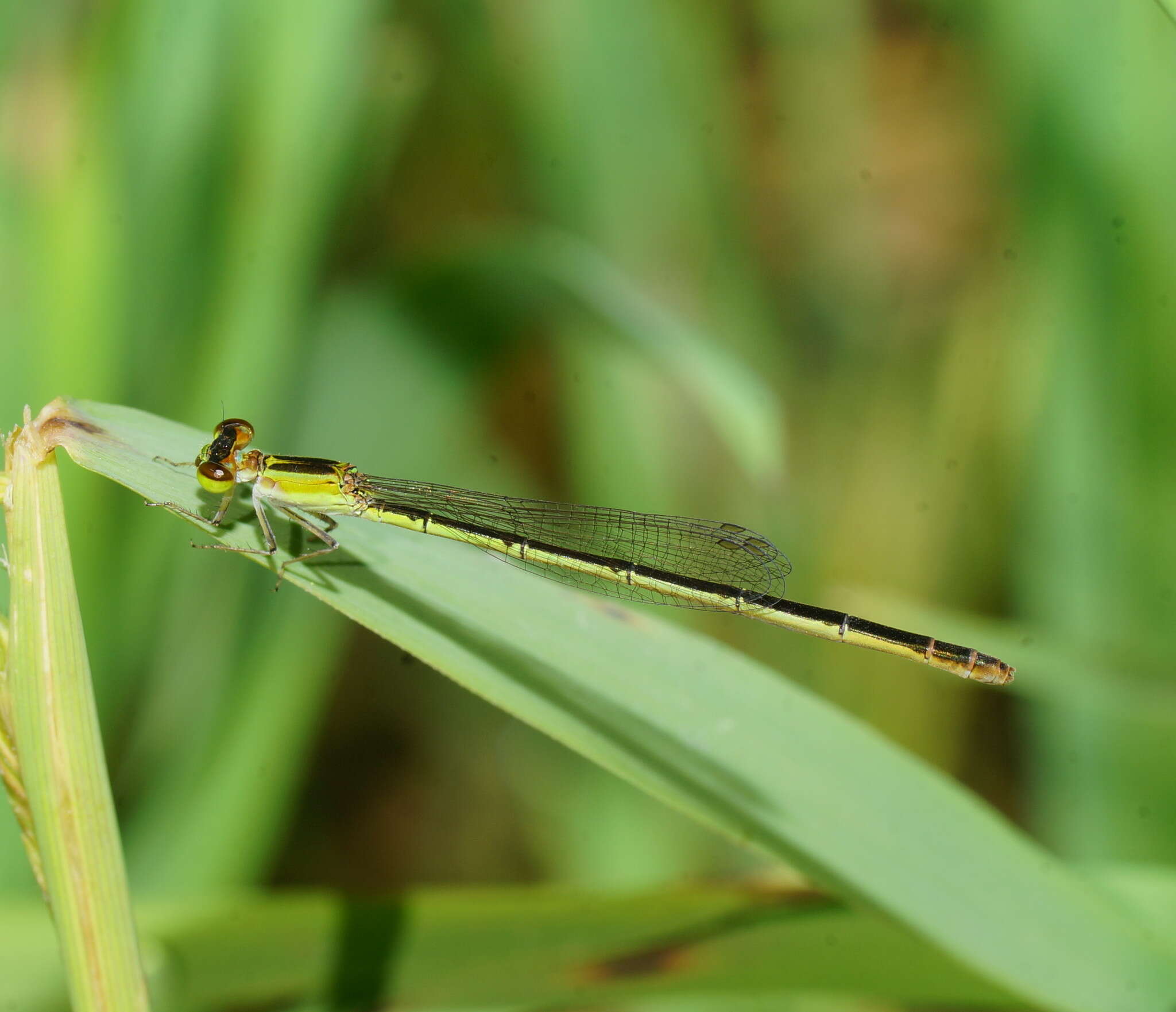 Imagem de Agriocnemis pygmaea (Rambur 1842)